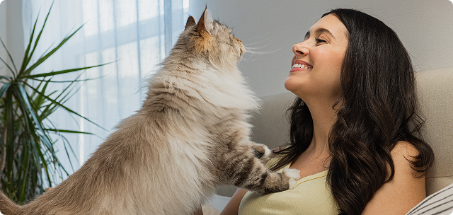 Comida húmeda para tu gato