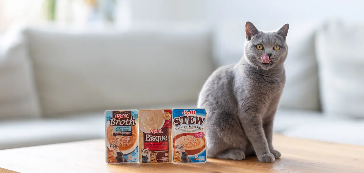 Comida húmeda complementaria para gatos