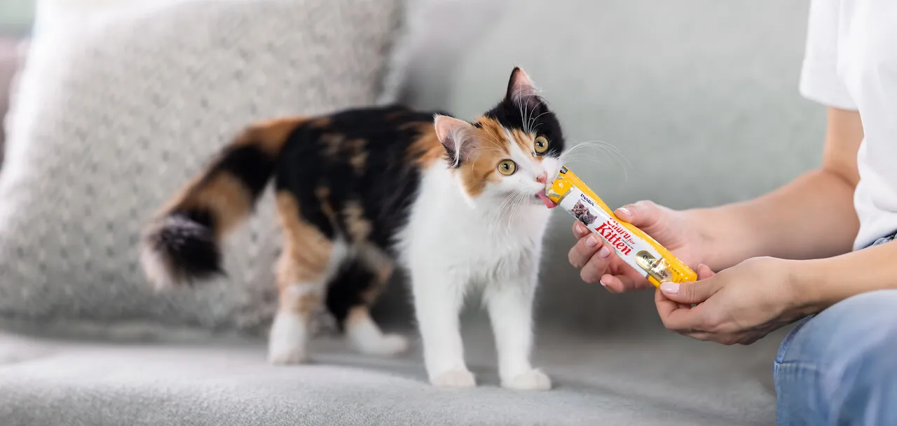 Productos para gatitos
