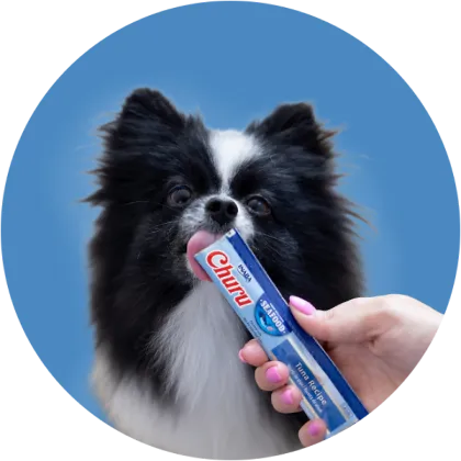 Dog eating Churu product